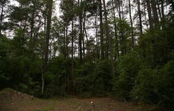258 Hearne Rd, Corrigan, TX 75939