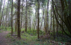 Old Rainier Rd, Rainier, OR 97048