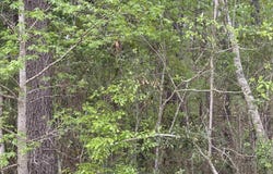 Gussie Ct., Myrtle Beach, SC 29588