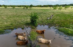 CR 166, Callisburg, TX 76273
