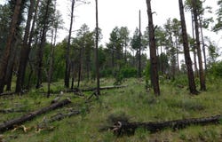 13 N2151, Alpine, AZ 85920