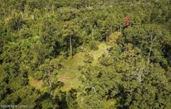 Hamp Lea, Magnolia, MS 39652