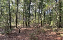 Grady Diamond Road, Perkinston, MS 39573