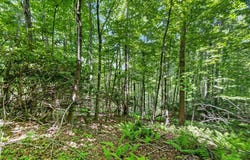 TBD 50 Acres Thunderstruck Road, Floyd, VA 24091