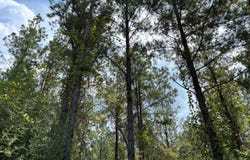Cr 660, Quitman, MS 39355