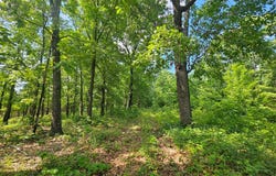 65 Gunslinger Drive, Brixey, MO 65618