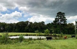 894 CR 4908, Troup, TX 75789