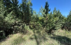 COUNTY ROAD 75, BUNNELL, FL 32110