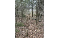 Limestone Drive lot: 24, Branson West, MO 65737