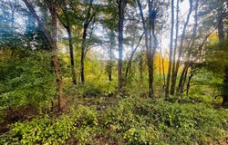 Tract 5 Sunset, Cabot, AR 72023