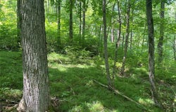 State Route 244, Belmont, NY 14813