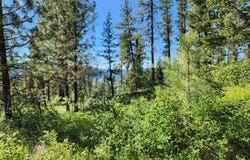 GOLD MOUNTAIN Rd, REPUBLIC, WA 99166