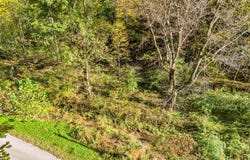 Brown Bear Hollow Road, NORTHFORK, WV 24868