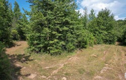 County Road 3214, Atlanta, TX 75551