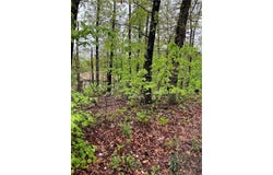 Cullen Hills Drive lot: 30, Bella Vista, AR 72715