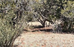 159 Circle Drive, Seligman, AZ 86337