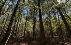 Highway 45 Tract, Fruitdale, AL 36539