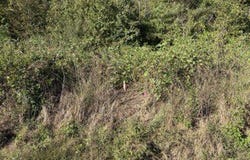 CR-368, Section, AL 35771