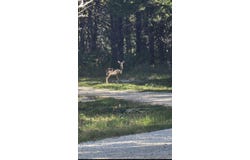 Grier Branch Road, Strafford, MO 65757