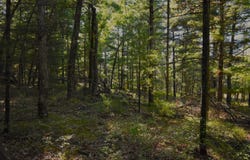 Whitney Street, Baldwin, MI 49304