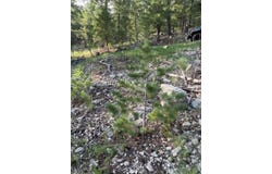 Rim, Cloudcroft, NM 88317-9800