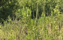Ms-583, Tylertown, MS 39667