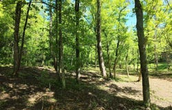 Salt Creek Road, Millfield, OH 45761