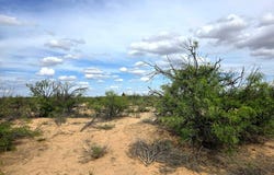 Sands St, Imperial, TX 79743