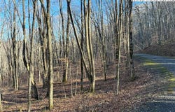 Wolfsbane Trail, Todd, NC 28684