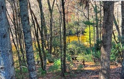 56 Buttons Lane, Sparta, NC 28675