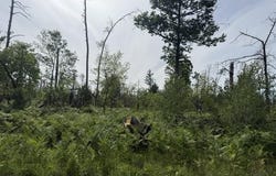 Parcel 3 Nelson Road, Idlewild, MI 49642
