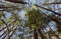 Cr 415, Quitman, MS 39355