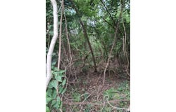 Dogwood drive, Murchison, TX 75778