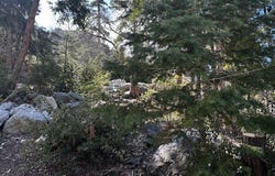 Fir, Forest Falls, CA 92339
