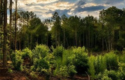 Jennings Road, Randleman, NC 27317