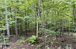 Dann Road, Saranac, NY 12981