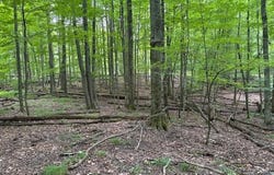 Flarity Road, Brethren, MI 49619