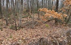 Bow Lane, Middletown, CT 06457