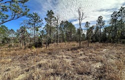 NE 150TH Court, WILLISTON, FL 32696
