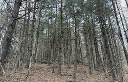 Tower Rd, Galax, VA 24333