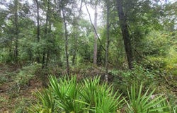 Piper Place, Live Oak, FL 32060