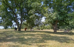 State Highway 155, Frankston, TX 75763