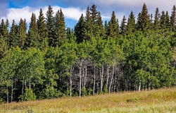Cut Bank Road, Browning, MT 59417