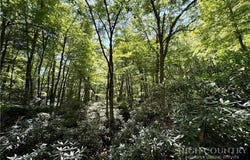 Boulder Creek Drive, Boone, NC 28607