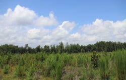 Horton Rollins Rd, Kershaw, SC 29067