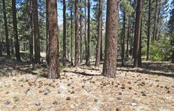 50 Pinon Road, Markleeville, CA 96120