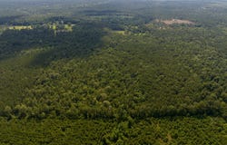 Off Webb Spikes Road, DeRidder, LA 70653