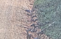 . Mt Gilead, Smithdale, MS 39664