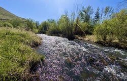 9885 Challis Creek Rd, Challis, ID 83226