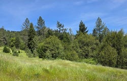 1955 WEAVER Rd, MyrtleCreek, OR 97457